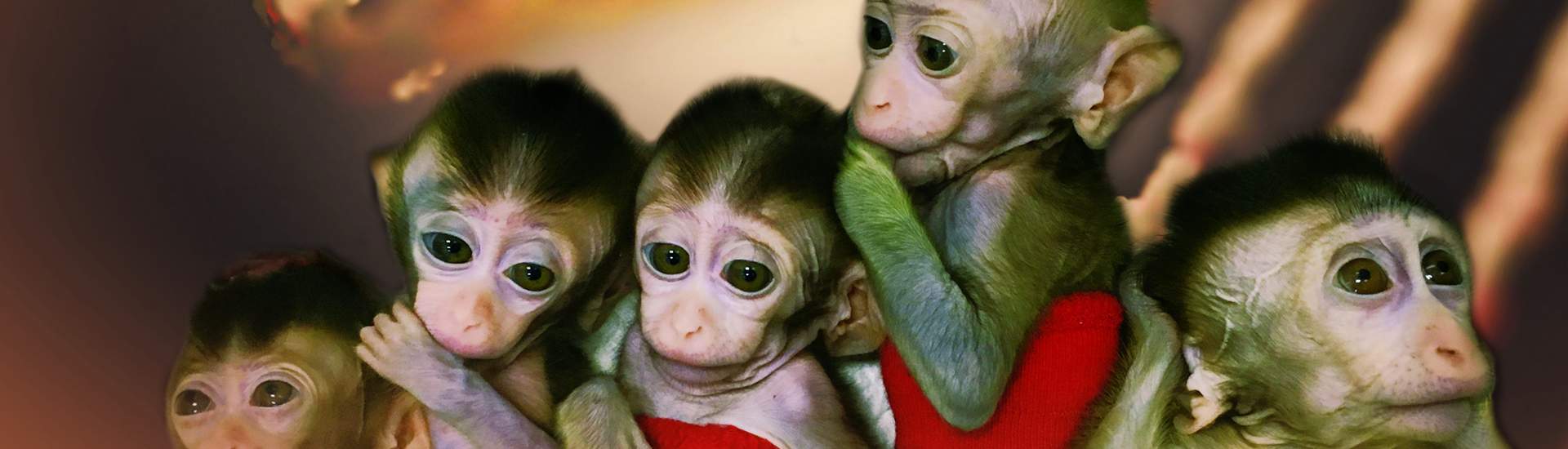 中科院腦智卓越中心創(chuàng)建世界首例生物節(jié)律紊亂體細胞克隆猴模型